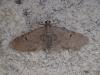 Eupithecia sp.